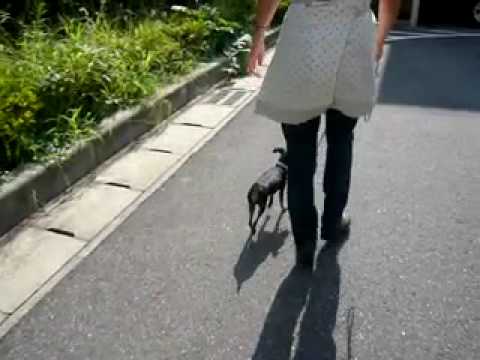 camera iphone 8 plus apk オリバー君 2009年8月26日その3