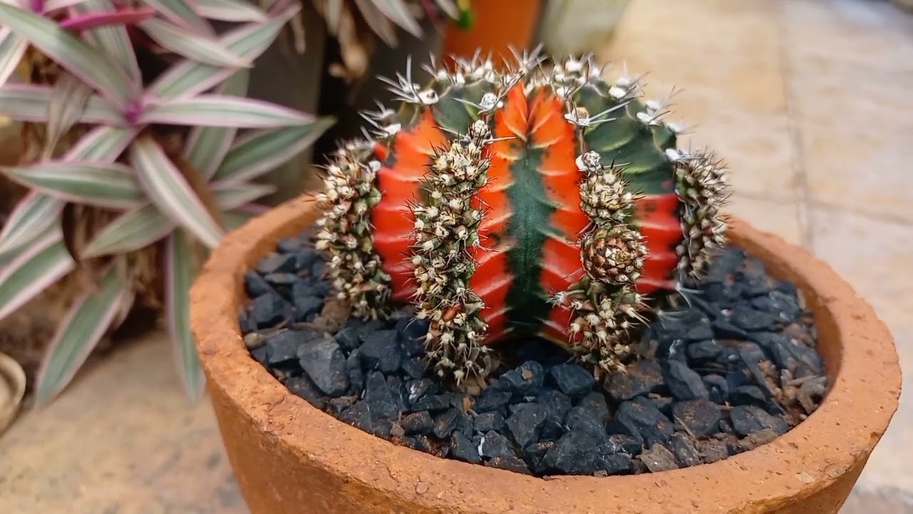 Fazendo muda de gymnocalycium variegata com dicas, Mammillaria marksiana X nejapensis 