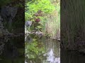 KOI IN POND SURROUNDED BY JAPANESE MAPLES - AMAZING MAPLES