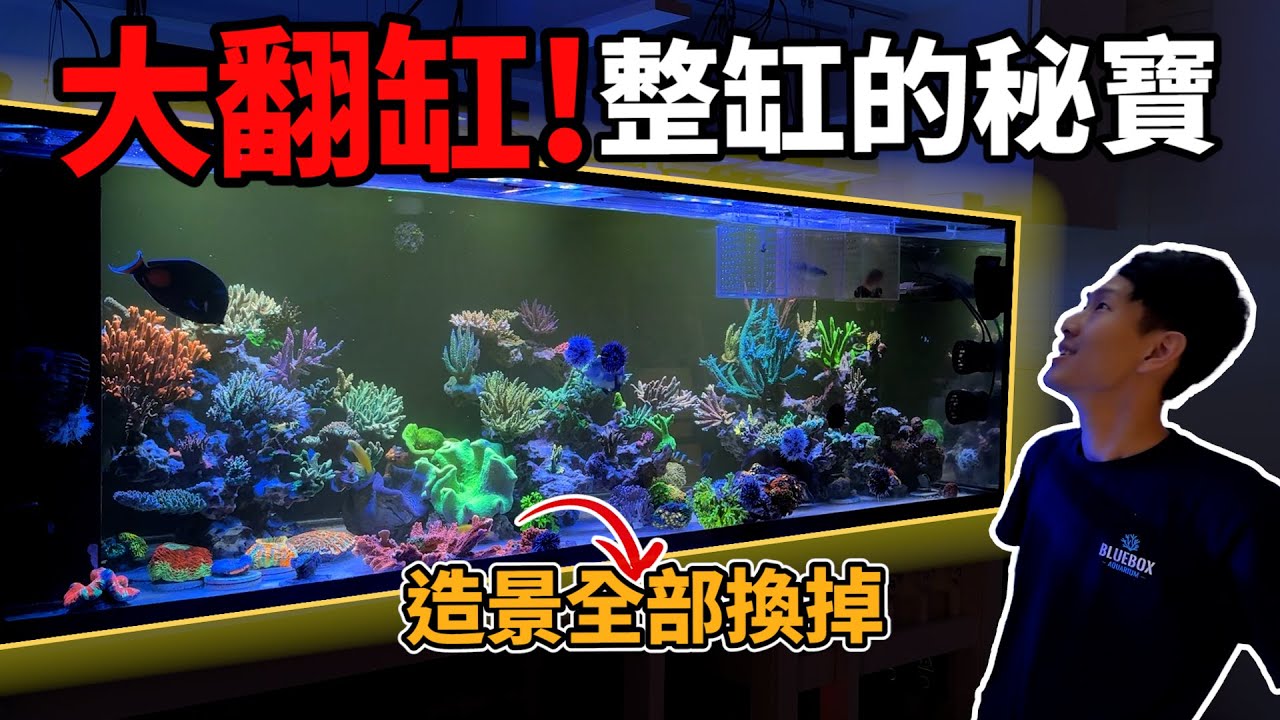【藍箱水族】205cm魚缸大更新！珊瑚秘寶全翻出！翻缸的細節全公開~
