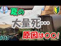 夏は大量死にご用心！原因は○○【初心者向けアクアリウム基礎知識】＃１６３ ～美心めだか～
