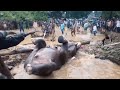 Rescuers save elephant stuck in flooded pit after two-hour operation.