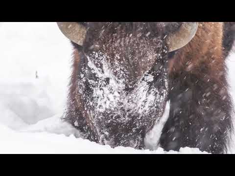Video: Co těží ve Wyomingu?