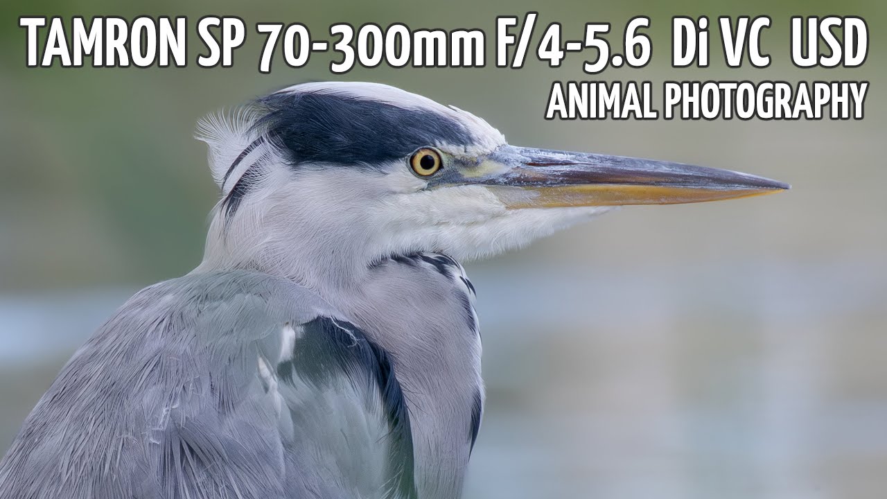 Nikon d5300 + Tamron SP 70-300mm f/4-5.6 Di VC USD (animal 