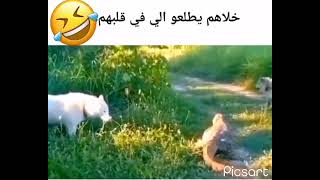 اكل ضربه ما رح ينساها طول عمره ههههههه