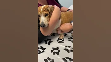 Lipoma In Dogs Fine Needle Aspiration By A Veterinarian 