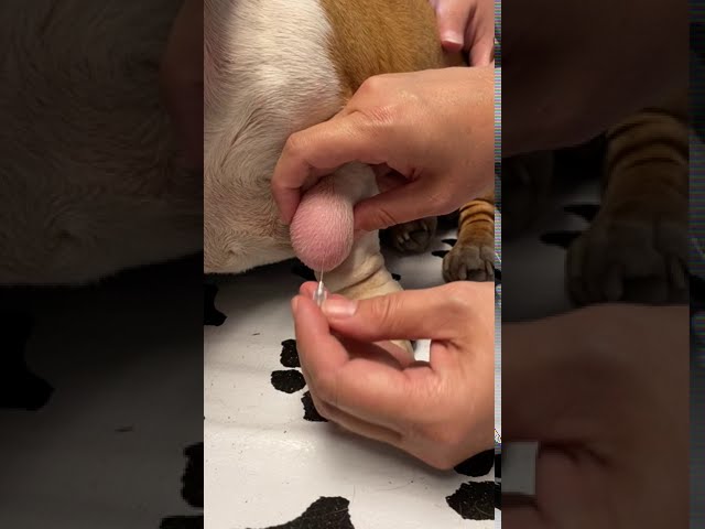 Lipoma in Dogs: Fine Needle Aspiration by a Veterinarian class=