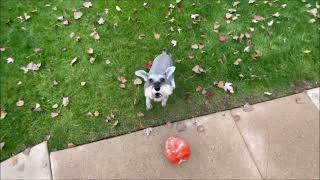 Monday Check In | Life With Schnauzers by Schnauzer Mom 3,994 views 6 months ago 9 minutes, 16 seconds