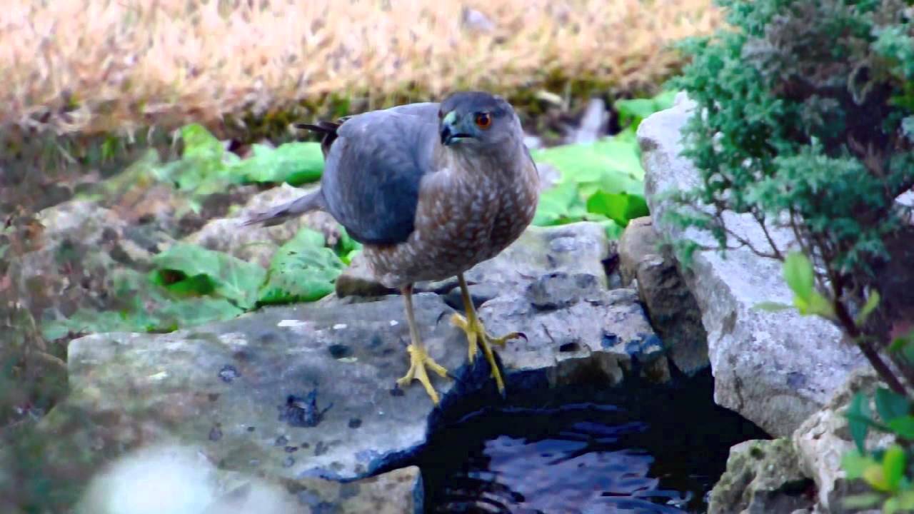 Avian Predators in the Garden