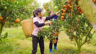 Harvest Tangerine Garden Goes To Countryside Market Sell - Take care of the Vegetable Garden