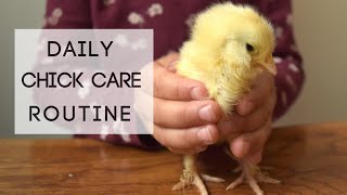 Daily Chick Care Routine| Days old chicks & 4 Week old chicks