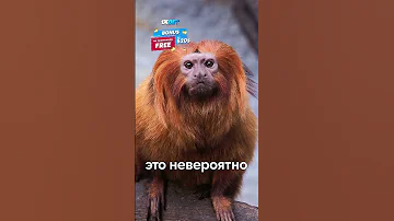 🫣  Самое Опасное Животное в Мире! (НЕ ТО ЧТО ТЫ ДУМАЕШЬ) #shorts