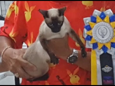 รวมประกวดแมวไทย5สายพันธุ์ วิเชียรมาศ ขาวมณี โกญจา โคราช ศุภลักษณ์ เกษตรแฟร์ ThaiCat Contest