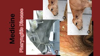 Medicine class Pharyngitis Disease | VLDA, AVFO,  LSI/LSA | #VETERINARY #animals #MEDICINE 