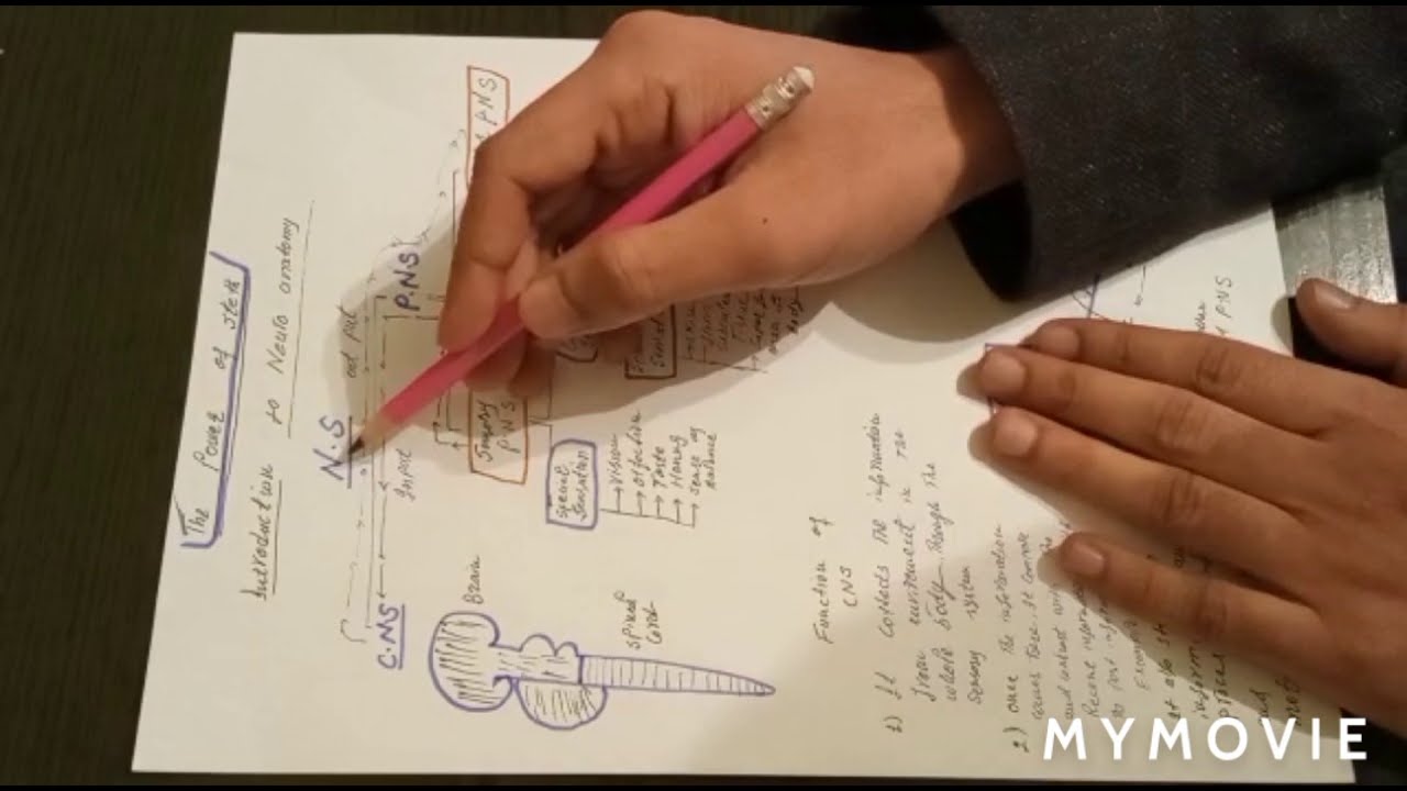 Introduction to Neuroanatomy part 1🩺🩺 - YouTube
