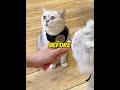 This cat was IGNORED by his owner 😢💔 #shorts
