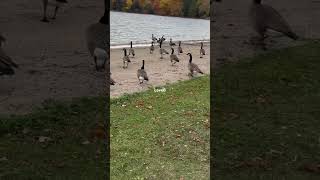 Geese at the Lake #shorts #shortvideo #geese