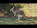 #Caversham Wildlife Park!!!! #youtubevideo #video #shortsfeed #shortsviral #trending wildlife #kids 