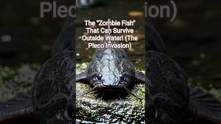 The "Zombie Fish" That Can Survive Outside Water! (The Pleco Invasion)