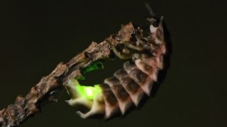 Glow-worm chemistry and sex