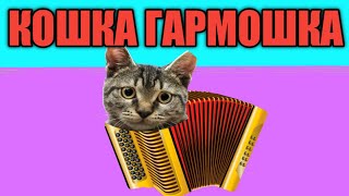 Кошка Гармошка