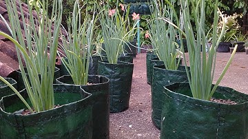 How to Grow Shallots at Home Easily