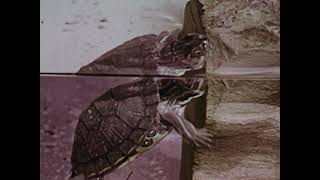 The Turtle: Care of a Pet (1962) | Mid‑Century Animal Education