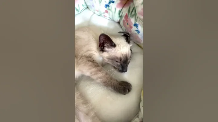 Video 4951271: siamese kitty kitten, siamesecats kitty, kitten siamesecats cute