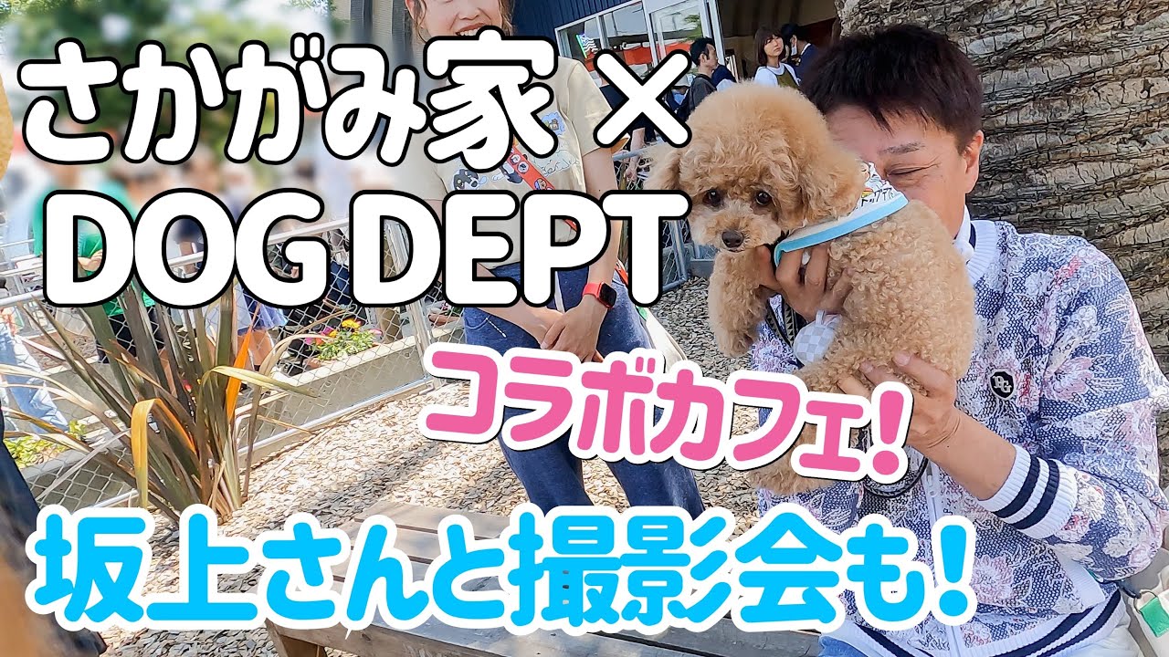 【期間限定】さかがみ家×DOG DEPTコラボカフェへ ！今回も神対応に感動🥺 最高の思い出になりました♪