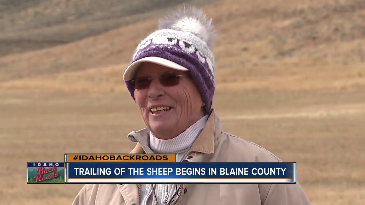 Trailing of the Sheep