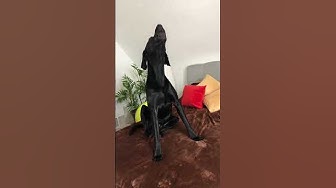 Jaro macht mit beim Cell .. ach was weiß ich.. Warntag in NRW 🤣 …. thumbnail