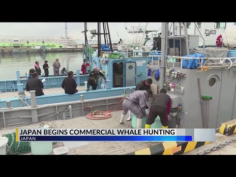 Japan whale hunting