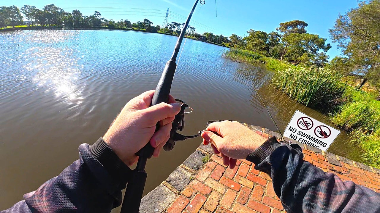 INSANE Fishing for INVASIVE Fish in Urban Australia! Then Disaster Strikes