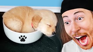 Dog Videos That Keep Getting Funnier
