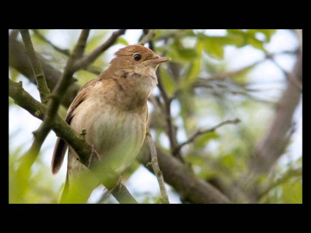 Bekijk de videoclip voor {trackName} van {artistName}