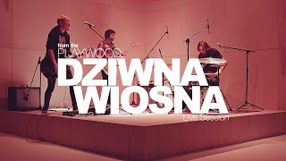 Dziwna Wiosna From The Playwood - LIVE SESSION