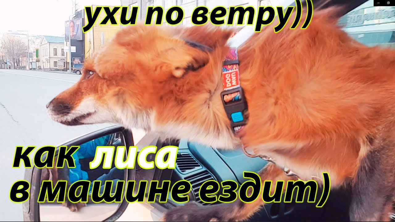 Любит сосать в машине