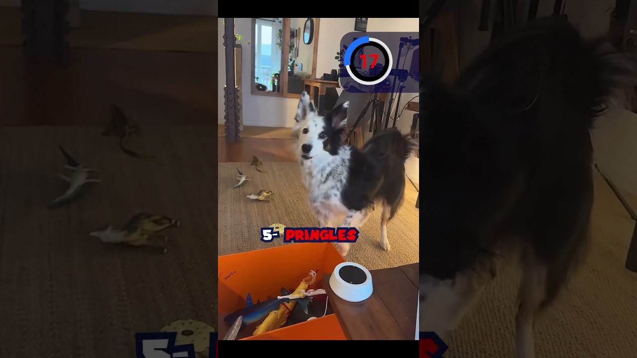 Muchos años de práctica para llegar a eso 🫶🏻 #bordercollie