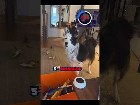 Muchos años de práctica para llegar a eso 🫶🏻 #bordercollie