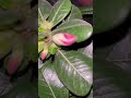 Адениум #plants #растения #nature #flowers #природа #цветы #сад