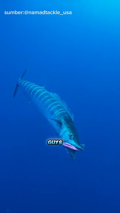 Ikan tenggiri yang menyambar mettal jig #bedasuara #fishing #mancing #fish #ikan #tuna #viralvideo