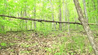 Late season hen cutting and yelping by Michael Pollack 372 views 4 years ago 5 minutes, 48 seconds