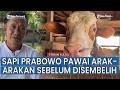 Sapi Presiden Prabowo di Sidrap Berbobot 910 Kg, Disembelih Hari Raya Idul Adha