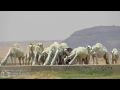 شيلة ياعشيري