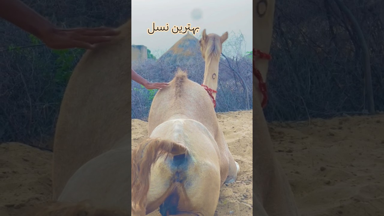 A camel of the famous breed of Tharparkar. 