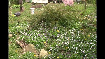 Wild Violet herb, Johnny Jump removal weeding a round flower bed, 2018