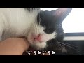 保護猫のハチワレ