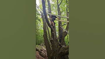 #treehouse #treehousedesign #treeclimbing #lakemichigan #nature