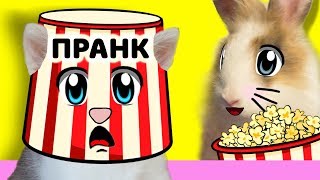 КОТ Малыш и КИНОТЕАТР для Баффи Милаффи! Розыгрыш ...