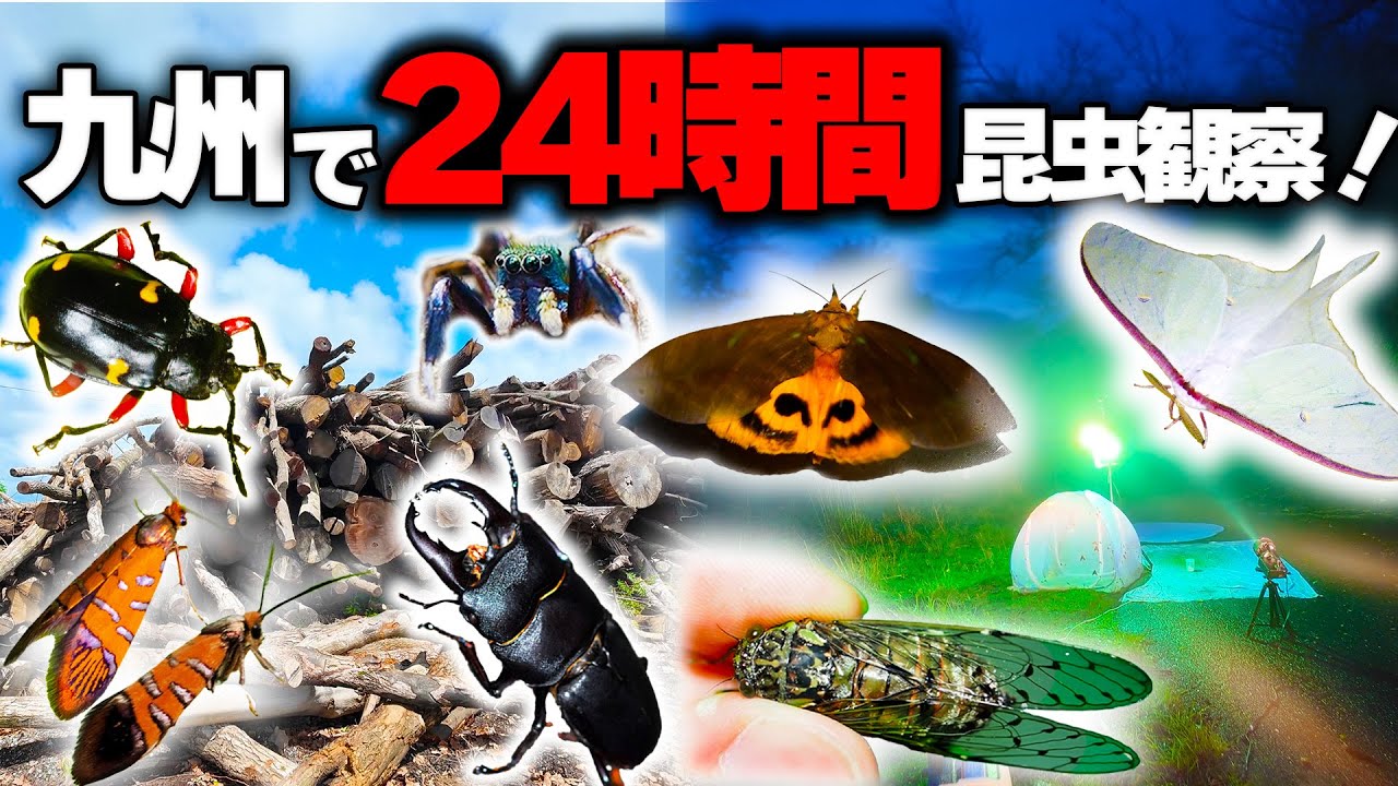 After observing insects for 24 hours straight in Kyushu, I